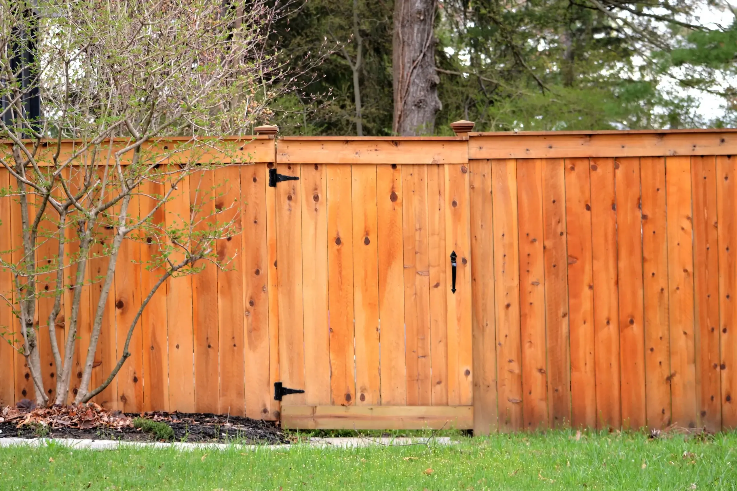 Cedar privacy fence with a gate beside a flowering tree
